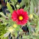 GAILLARDIA MESA RED 3.5