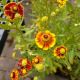 HELENIUM HELENA RED SHADES 3.5