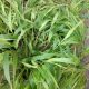 GRASS HAKONECHLOA ALL GOLD #1.5