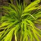 GRASS HAKONECHLOA ALL GOLD #1.5