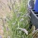 LAVANDULA PHENOMENAL #2