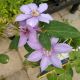 CLEMATIS BERNADINE #1.5