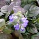 AJUGA CATLINS GIANT QT