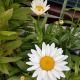 LEUCANTHEMUM SNOWCAP QT