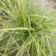 GRASS LITTLE ZEBRA #1