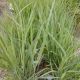 GRASS PANICUM PRAIRIE WINDS APACHE ROSE #1.5