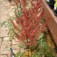 ASTILBE LOWLANDS RUBY RED #2