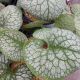 BRUNNERA JACK OF DIAMONDS #1.5