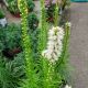 LIATRIS SPICATA  ALBA #1