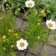 COREOPSIS STAR CLUSTER #1