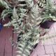 FERN GODZILLA #1