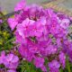 PHLOX MAGENTA PEARL #1