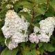 HYDRANGEA LOVE-ALOT PINK #4 J