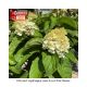 HYDRANGEA LOVE-ALOT PINK #4 J