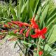 CROCOSMIA LUCIFER #1.5