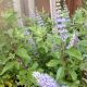 VITEX SUMMERTIME BLUES #4J