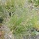 GRASS BOUTELOUA HONEYCOMB #2
