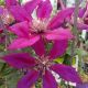 CLEMATIS PICARDY #1.5