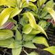 HOSTA TARDIANA JUNE #1