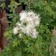 THALICTRUM NIMBUS WHITE #1.5