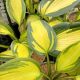 HOSTA JUNE SPIRIT #1