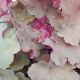 HEUCHERA CARAMEL #1