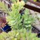 SEDUM AYERS ROCK 3.5