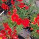 COREOPSIS CRAZY CAYENNE #1
