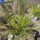 GRASS PENNISETUM LEMON SQUEEZE #2