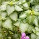 LAMIUM ORCHID FROST #1