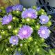 STOKESIA PEACHIE'S PICK #1