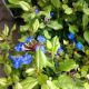 CERATOSTIGMA PLUMBAGINOIDES #1