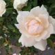ROSA ICECAP #2