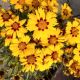 COREOPSIS TEQUILLA SUNRISE #1