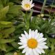 LEUCANTHEMUM SNOWCAP 4.5