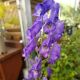 ACONITUM CARM. FISHERI #1