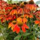 ECHINACEA ARTISAN SOFT ORANGE #1