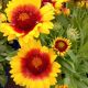 GAILLARDIA MESA BRIGHT BICOLOR #1