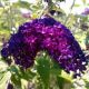 BUTTERFLY BUSH GROOVY GRAPE #3