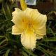 HEMEROCALLIS HAPPY RETURNS QT.