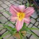 HEMEROCALLIS PURPLE D'ORO #1