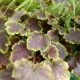 HEUCHERELLA SOLAR ECLIPSE #1