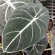 ALOCASIA 5