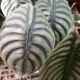 ALOCASIA 5