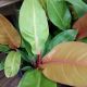 PHILODENDRON 4