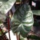 ALOCASIA 6