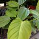 PHILODENDRON 6