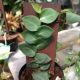 PHILODENDRON 6