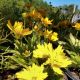 COREOPSIS PRESTO #1