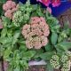 SEDUM AUTUMN JOY #2